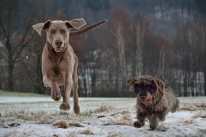 Aufwandsentschädigung für brauchbare Jagdhunde